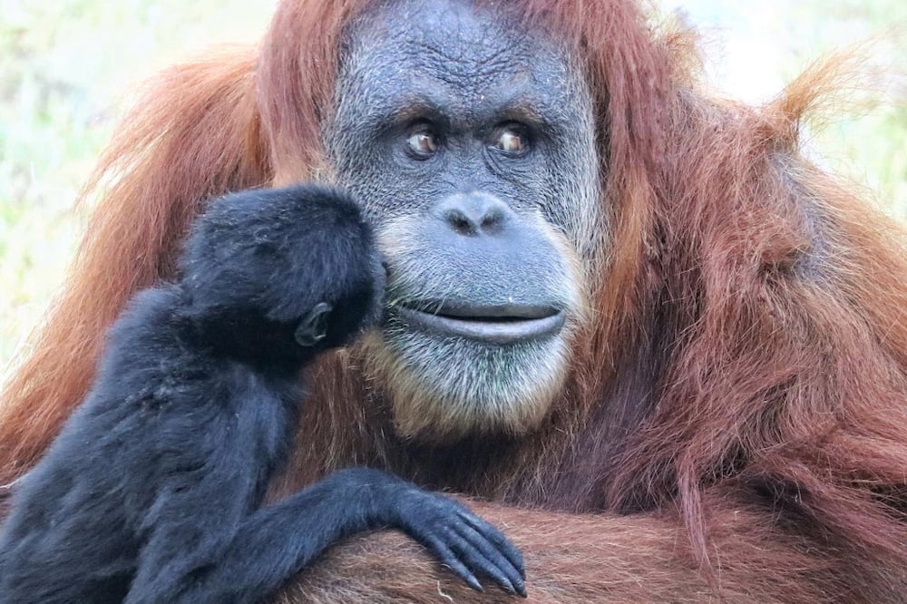 Karen: Popular ape receives coronavirus vaccine in US zoo