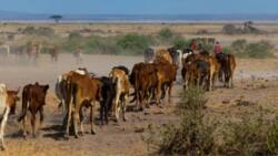 Samburu: Police Officers Foil Attack by Cattle Rustlers, Return Stolen Animals to Owners