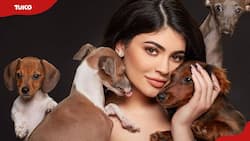 How many dogs does Kylie Jenner have? (photos and names)