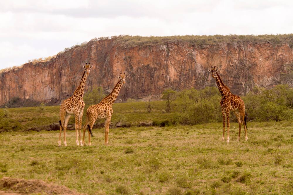 Kenya Wildlife Service park fees