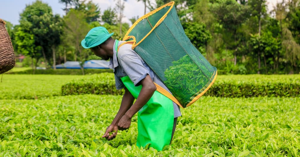 KTDA has disbursed KSh 3 billion as payment to its smallholder tea farmers.