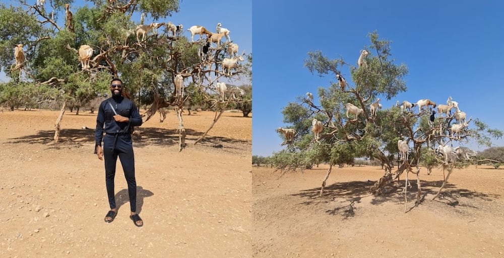 Man takes picture with goats on a tree.