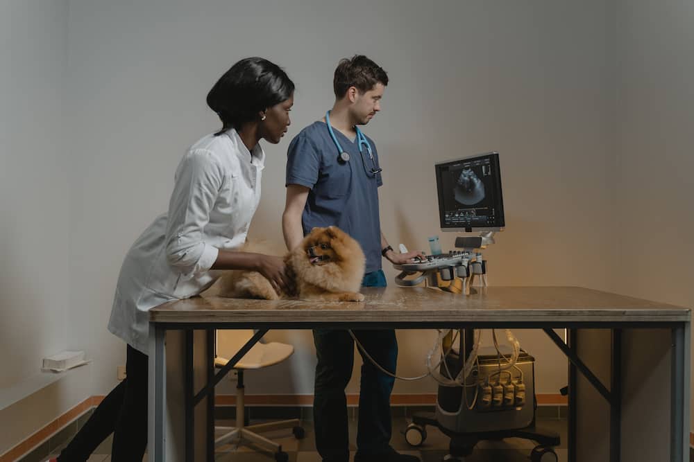 A man and woman looking at a dog's ultrasound