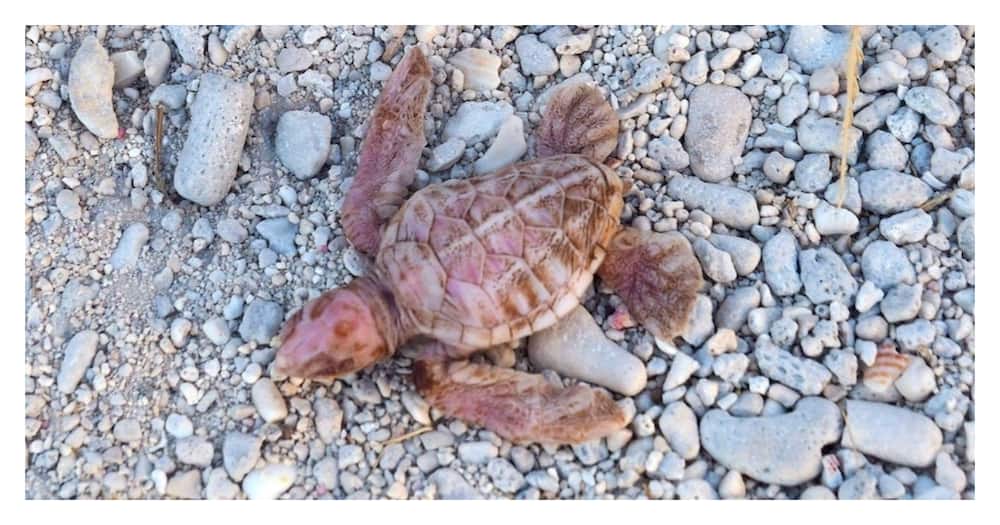 Extremely rare albino turtle hatched in Australia, survival chances minimal