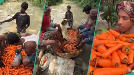 Viral Video Shows Group of Men Using Their Feet to Wash Basket of Carrots: "This Is Not Hygienic"
