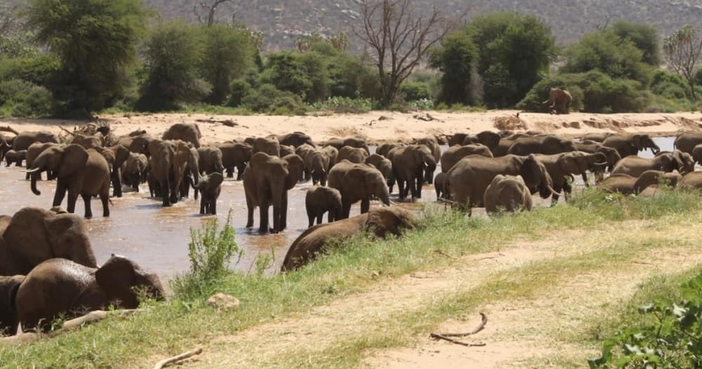 One person suffered injuries on his head and ribs following an elephant attack.