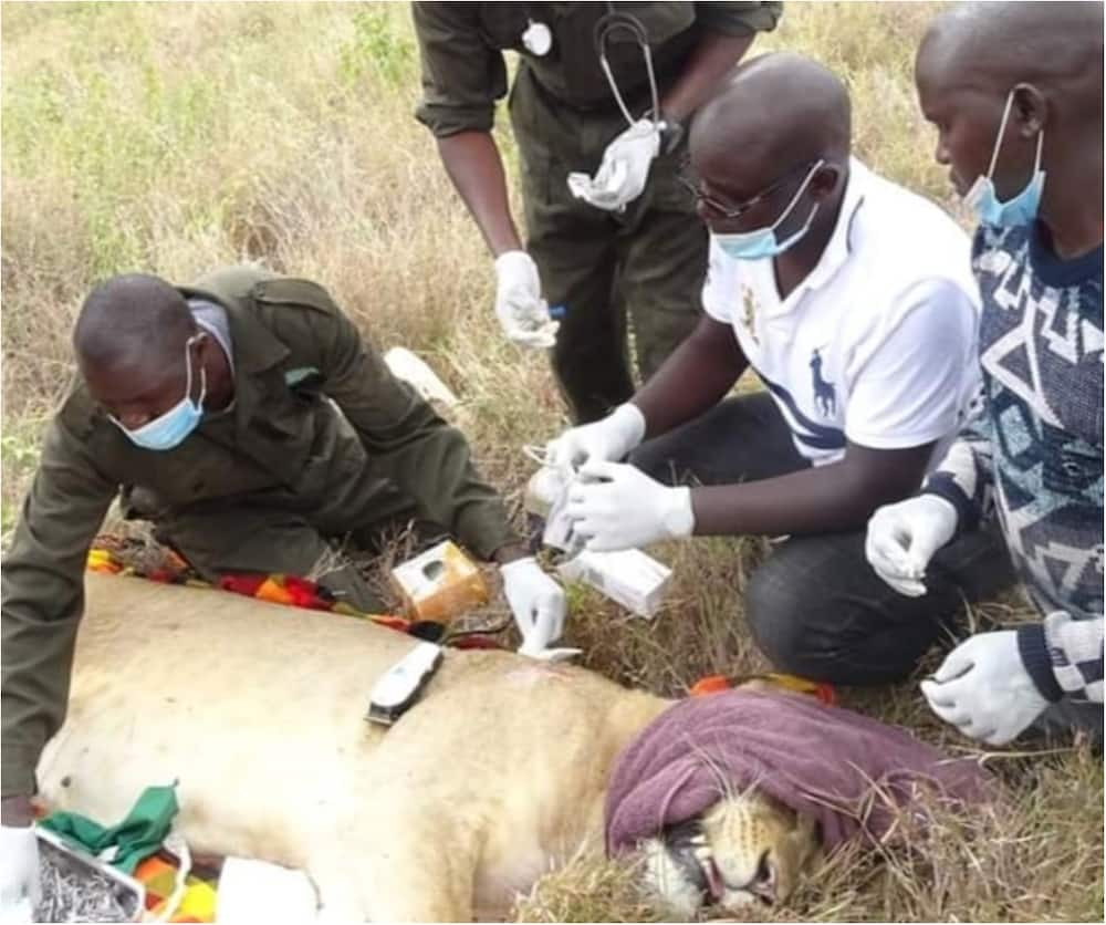 KWS angers Kenyans after administering contraceptives to lionesses at Lewa Conservancy