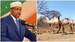 Nimrod Mbai Ampa Duale Makataa ya Siku 5 Kuwaondoa Ngamia Wake Kitui