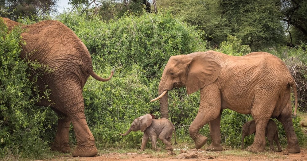 Samburu elephant deliver twins.