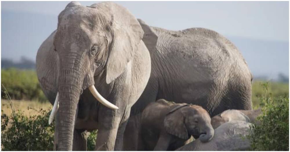Angelina Twins: One of Kenya's Rare Elephant Twins Dies at Amboseli