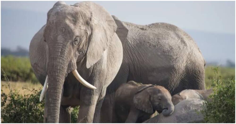 Rare twin baby elephants born in Kenya