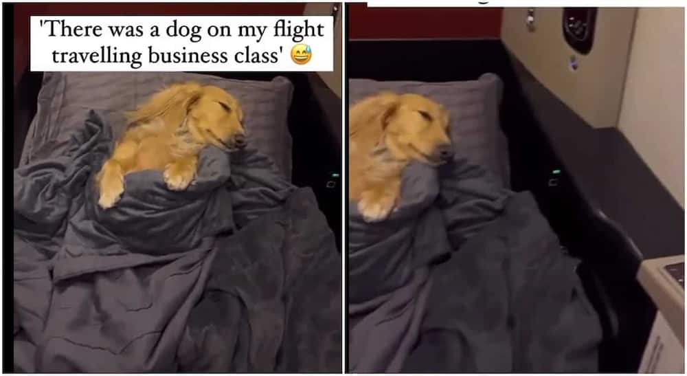 Photos of a dog flying business class.