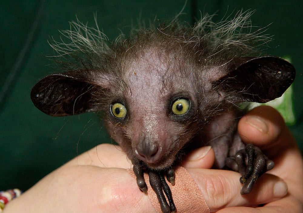 Ugliest animal in the world