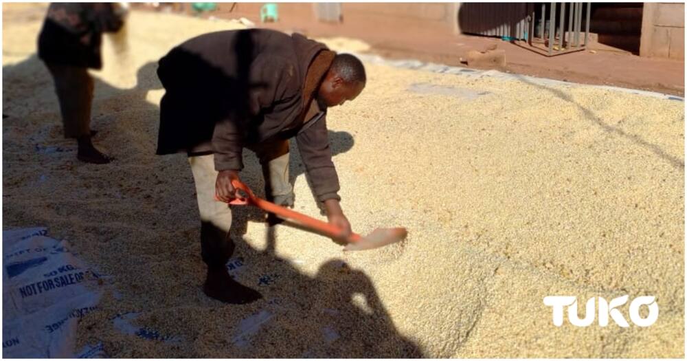 Maize farmer Kitale