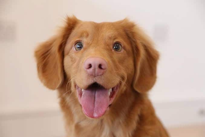 Dog puts car into reverse, drives in circles for almost 1 hour in US