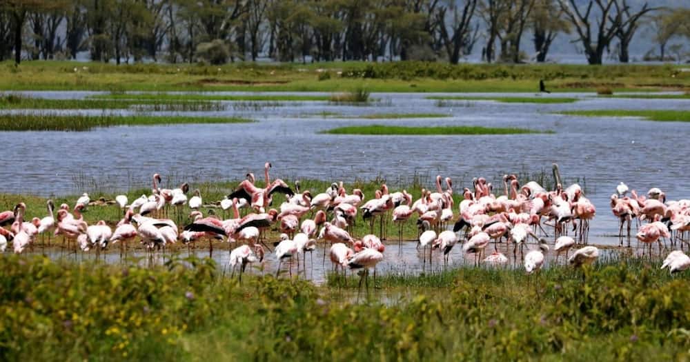 Lake Nakuru harbours hundreds of Flamingoes.