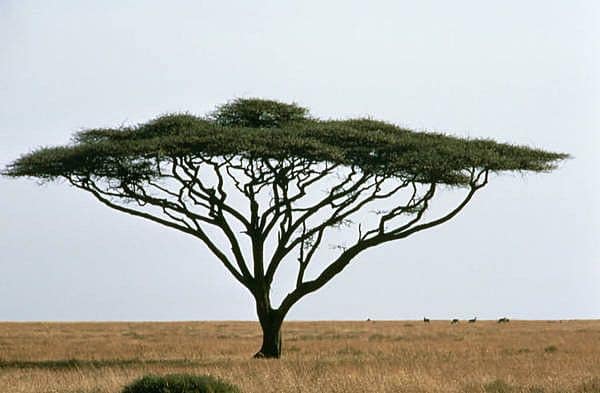 fastest-growing trees in Kenya