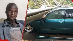 Nairobi Man Cheats Death after Huge Tree Falls on Parked Car He Nearly Got Into: "Imekua Mbaya"