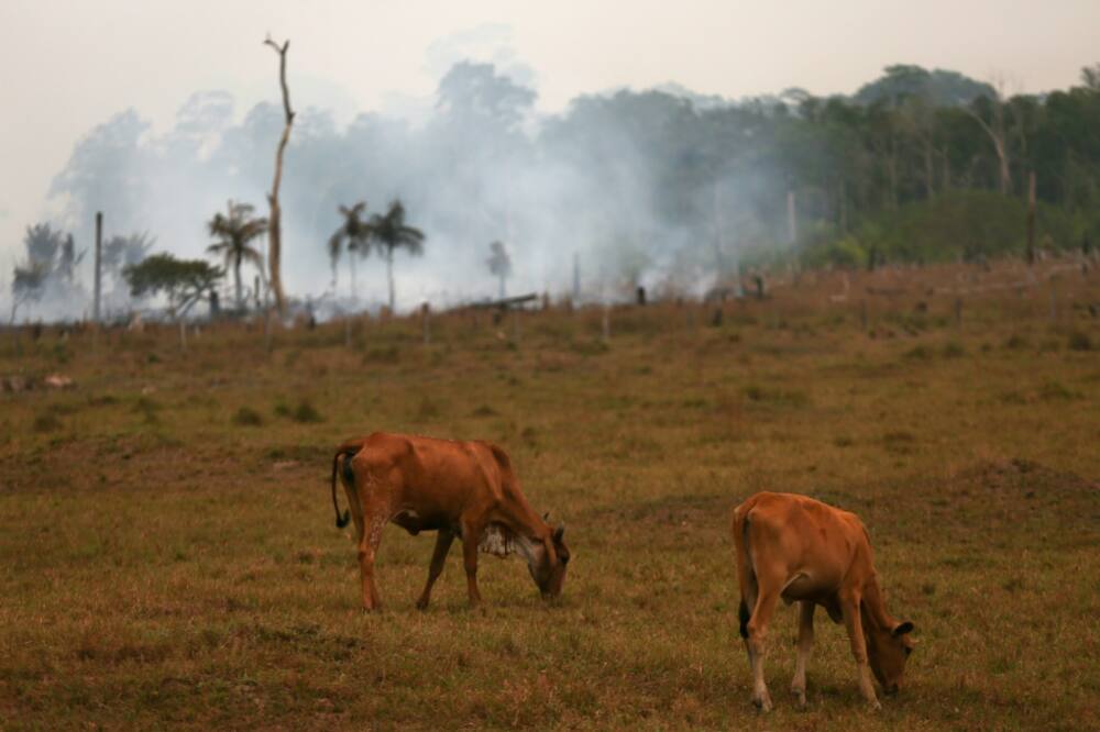 Experts say most deforestation in the Amazon is driven by farmers and land-grabbers clearing the forest for crops and cattle