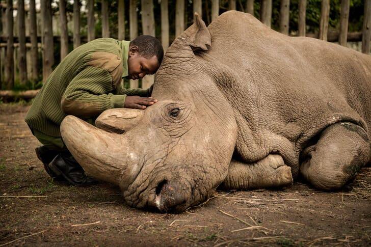Moving photo of Kenyan warden with last male white rhino Sudan, listed among decade's powerful images