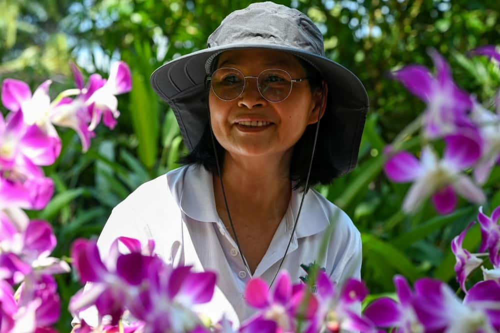 "Dendrobium Elizabeth is a majestic, robust and resilient plant," said Whang Lay Keng, curator at Singapore's National Orchid Garden