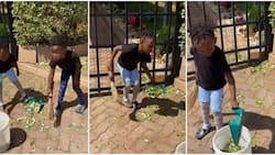 Nana Owiti Proud of Kids as They Sweep, Pick Fallen Leaves at Home Compound: "Well Done"