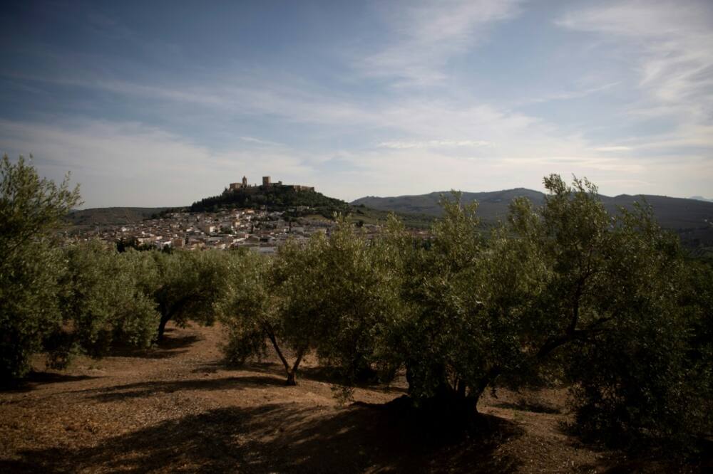 Many Andalusian farmers fear a repeat of last year's disastrous olive harvest