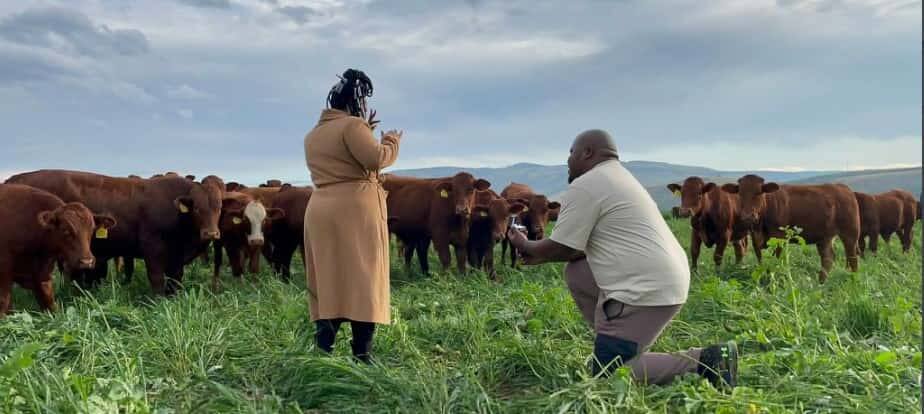 Photos of a man proposing marriage to his girl in front of cows.