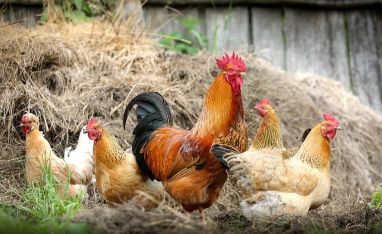 The myths and naming of chicken among Luhya community