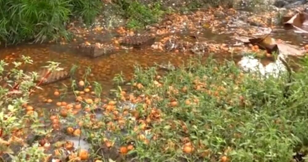 Homa Bay have complained of the smell of rotten eggs after a rogue driver dumped rotten eggs into the river.