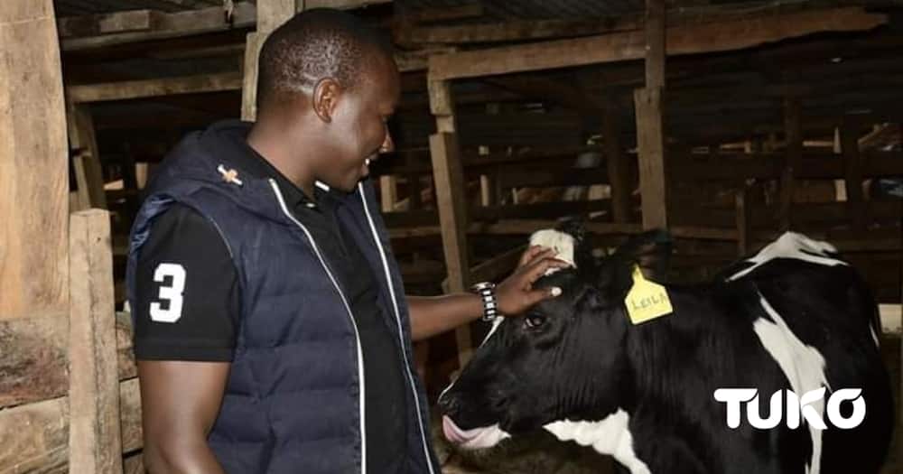 Nandi Farmer Mourns His Beloved Cow that Produced 25 Litres of Milk Daily:  