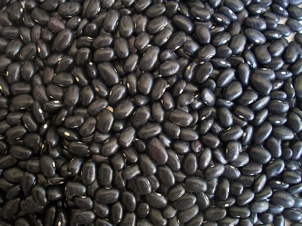 types of beans list