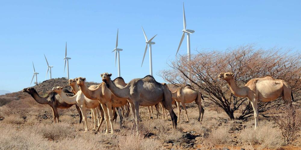 Lake Turkana Wind Power: Google drops plans to buy stake in project