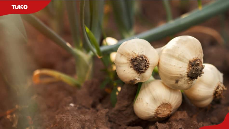 Garlic farming profit per acre in Kenya
