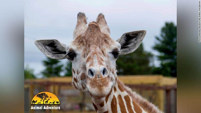 April: Giraffe Who Gave Birth in A Viral Livestream Dies Aged 20
