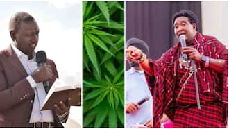 Ledama Olekina Wants William Ruto to Legalise Bhang Instead of GMO: "Our Problems Will Evaporate"