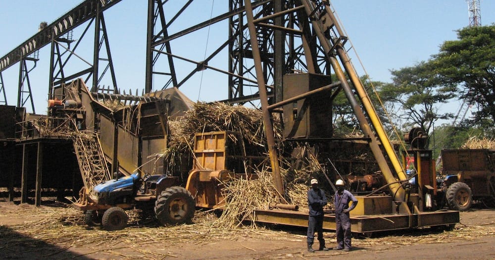 Mumias Sugar company workers.