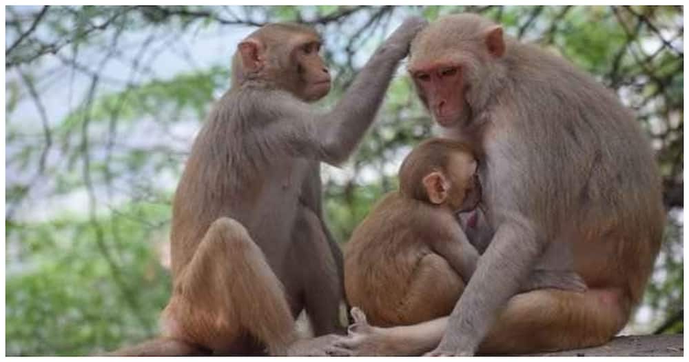 Family of monkey.