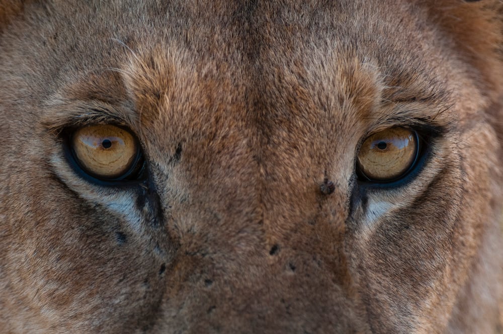 Close-up of the eyes of a lioness.