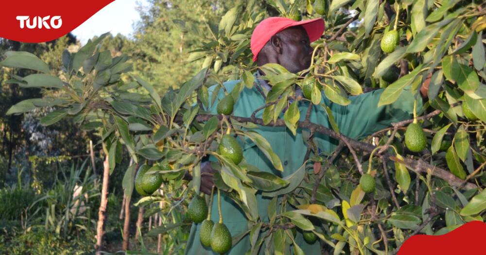 Avocado farming in Mt Kenya