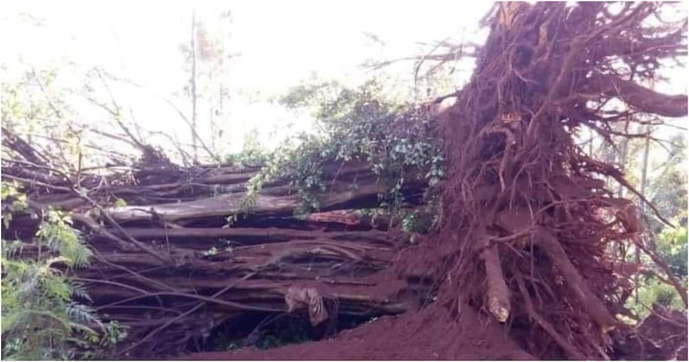 Locals implored their village elders to convene a special meeting to interpret what the falling of the tree means. Photo: Kendi Kimani