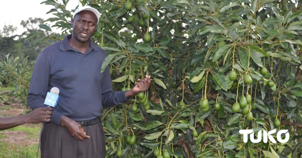 Michael Kimutai: Ex-Presidential Escort Officer Finds Gainful Venture In Avacado Farming After Leaving Forces.