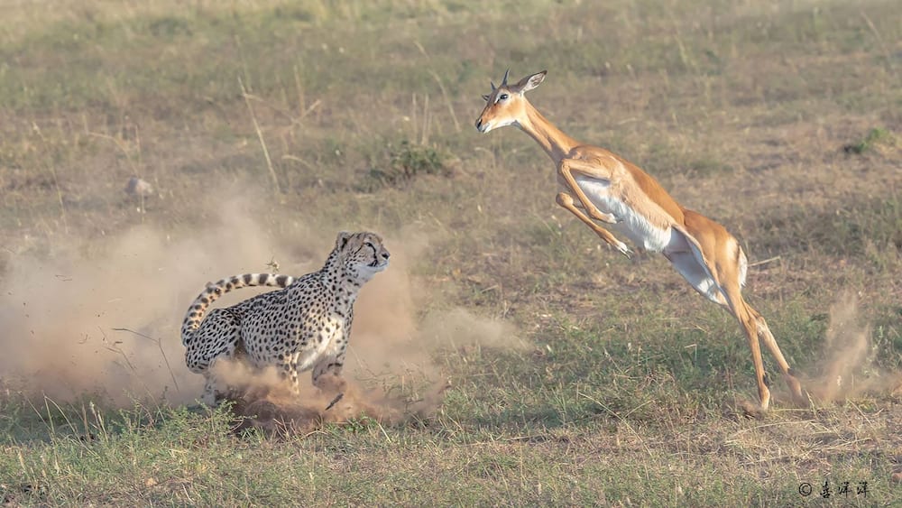 Tourists on Kenya safari captures exciting photos of cheetah bringing down a gazelle