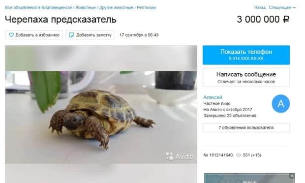 Donatello the tortoise: Russian owner seeks for £40,000 reptile, claims it can predict football matches
