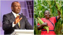 Presidential Debate 2022: Agriculture Dominates William Ruto's Plan to Lower Cost of Living