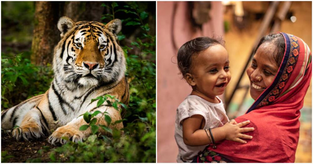 Indian woman rescues son. Photos for illustrations.