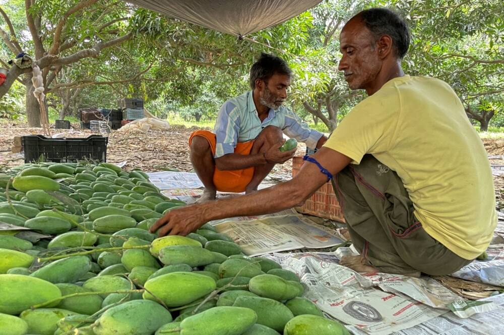 workers sort out harvested mangoes at an orchard in Malihabad, some 30 kms from Lucknow.