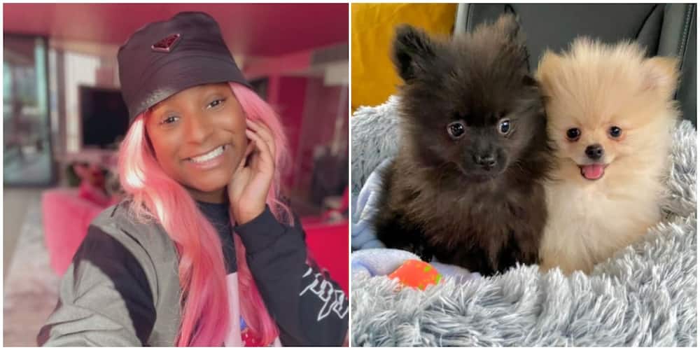 DJ Cuppy after Purchasing 2 Dogs: Motherhood is Already Making Me a Better Person