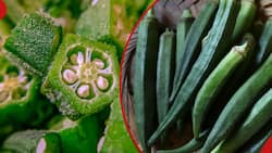 5 Benefits of Okra Plant to Human Beings, Especially Women