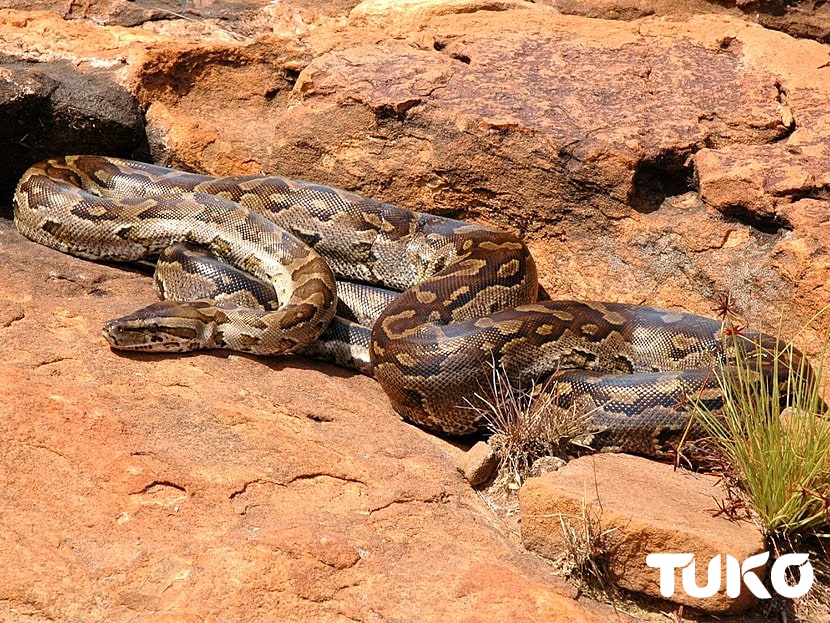 snakes-in-kenya-7-most-common-types-you-ll-encounter-tuko-co-ke